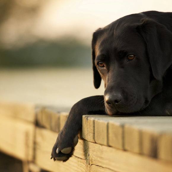 Meet your Posher, Amie - Picture 1 of 1